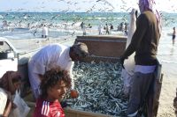 ...Tonnen von Sardinen