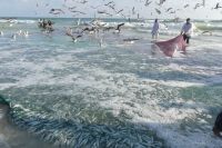 ...immer noch viele Sardinen da