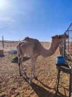 IMG 20231115 090338 1