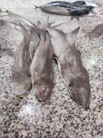 IMG 20231117 100838 1