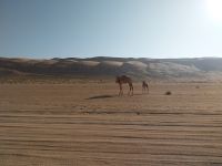 Tschüss Wahiba Sands