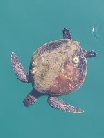 Meeresschildkröten in Barka