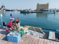 Fischereihafen Barka