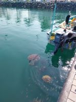 Meeresschildkröten in Barka