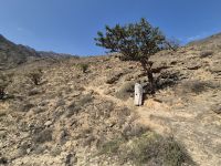 Weihrauchbäume bei Mughsail