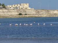 Flamingos bei Mughsail