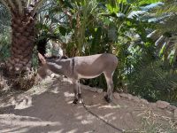 Rundgang im Bergdorf Misfat Al Abriyeen