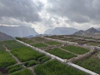 3 Dörfer Wanderung entlang schmaler Wasserkanäle - 1. Dorf: Al Uqr - 2. Dorf Al Ain - 3. Dorf: Al sherayjah