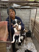 Hundewelpen in der Dhau Werkstatt in Sur