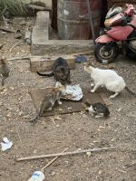 und Katzenbaybs in der Dhau Werkstatt in Sur