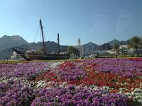 368 Muscat