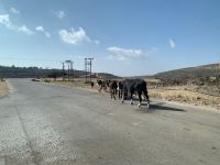 475 Jebel Samhan