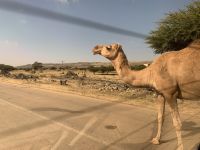 477 Jebel Samhan