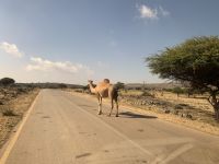 478 Jebel Samhan