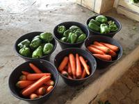 005 auf dem Fischmarkt in Barka