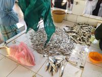 007 auf dem Fischmarkt in Barka