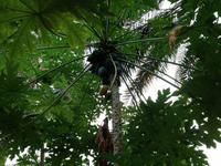 138 Terrassengärten in Misfah