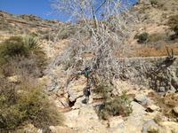 175 Spaziergang an den Terrassengärten