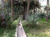 184 Falaj-Wassersystem in der Oase Birkat al Mauz