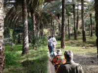 185 Falaj-Wassersystem in der Oase Birkat al Mauz