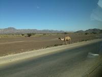 219 auf dem Weg zur Wüste