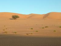 237 Wahiba Sands Wüste Oman