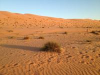 239 Wahiba Sands Wüste Oman