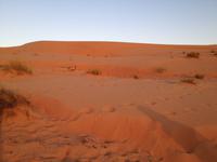 240 Wahiba Sands Wüste Oman