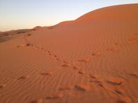 242 Wahiba Sands Wüste Oman