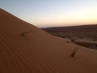 249 Wahiba Sands Wüste Oman