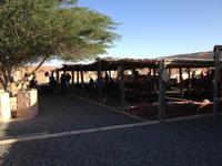 253 Safari Desert Camp
