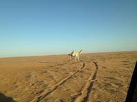 281 in der Wahiba Sands Wüste