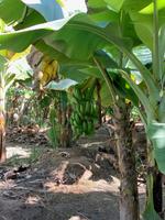 Bananenplantage