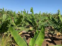 Bananenplantage