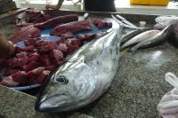 Barka, Fischmarkt