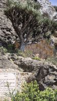 Drachenblutbaum am Jabal Samhan