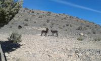 Fahrt auf den Jebel Akhdar  - Grüner Berg