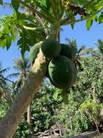 Fruchtoase