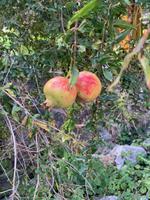 Granatapfel