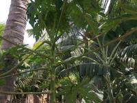 Obstplantage