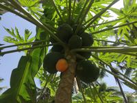 Obstplantage