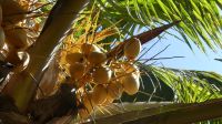 Obststand in Salalah... gelbe Sorte Kokosnuss aus Sri Lanka