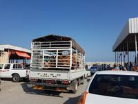 Oman, Barka, Fischmarkt