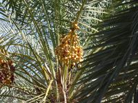 Oman, Birkat Al Mauz, Dattelpalme
