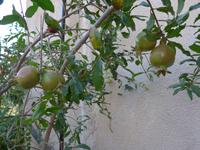 Oman, Misfat Al Abreain, Granatäpfel