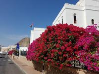 Oman, Muskat