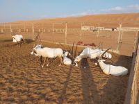 Oryx Antilopen