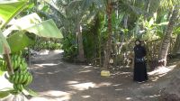 Plantage in Salalah