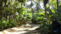 Plantage in Salalah