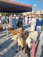Viehmarkt Nizwa